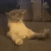 🐱