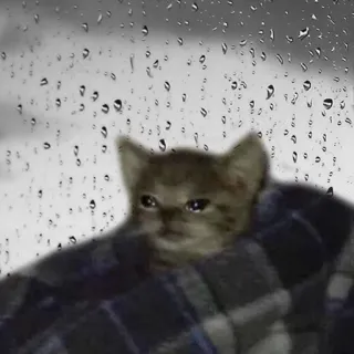 😭 kot, smutny, kociak, deszcz, słodki, zwierzę, zwierzę domowe telegram sticker