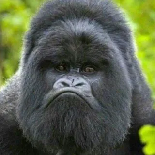 ☹️ gorilla, scimmia, animale, triste, fauna selvatica whatsapp sticker