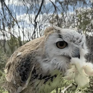 🦉 sowa, ptak, dzika przyroda, zwierzę, natura, pióra telegram sticker