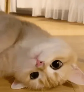🐈 kucing, lucu, hewan, hewan peliharaan, anak kucing, menggemaskan whatsapp sticker