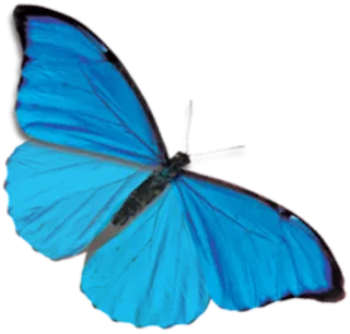 🐝 butterfly, blue, insect, nature, animal whatsapp sticker