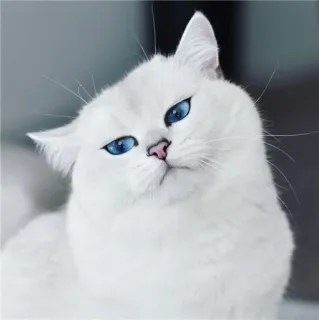 🌝 gato, gato branco, animal, animal de estimação, olhos azuis whatsapp sticker