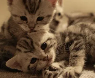 🎀 cats, kittens, animals, cute, pets whatsapp sticker