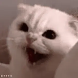 🤬 cat, angry, hissing, white cat, animal, feline telegram sticker