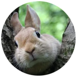 🤔 rabbit, animal, cute, wildlife, nature telegram sticker