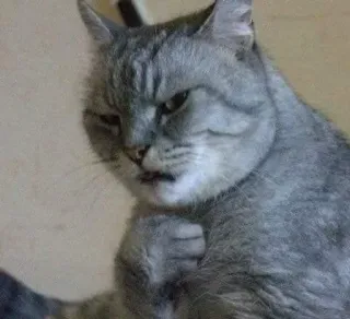 😓 猫, グレー, ペット, 動物, 態度 telegram sticker