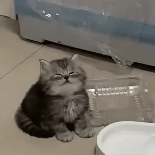 😴 кот, котенок, милый, домашнее животное, животное, пушистый whatsapp sticker