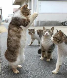 🙏 gatti, animali, strada, gruppo telegram sticker