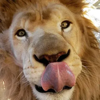 😛 leão, animal, mamífero, vida selvagem, gato, língua telegram sticker