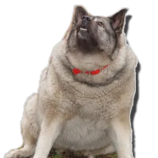 🤕 perro, Akita, animal, mascota, mamífero, animal doméstico telegram sticker