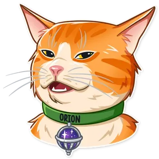 😒 ORION chat, animal de compagnie, collier, animal, drôle, chat orange, mème telegram sticker