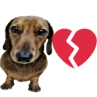 💔 หมา, ดัชชุน, อกหัก, เศร้า, น่ารัก, สัตว์, รัก telegram sticker