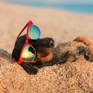 😎 cane, occhiali da sole, spiaggia, sabbia, bassotto, sole, relax telegram sticker