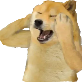 🙁 Doge hond, meme, doge, huilen, verdrietig telegram sticker