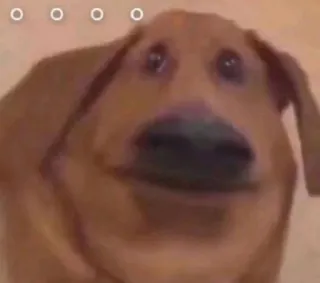 😕 anjing, binatang, hewan peliharaan, lucu, kocak, meme telegram sticker
