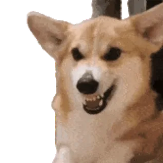 😡 corgi, perro, animal, sonrisa, lindo telegram sticker