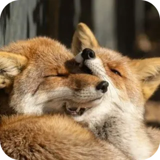 ❤ telegram sticker
