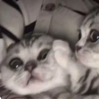 😍 cats, kitten, animals, cute, pets telegram sticker