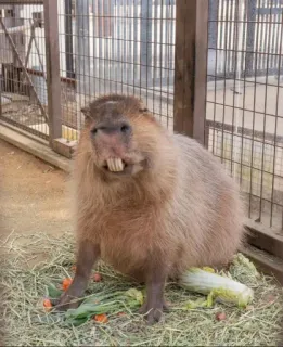 😁 capybara, rongeur, animal, mignon, faune whatsapp sticker