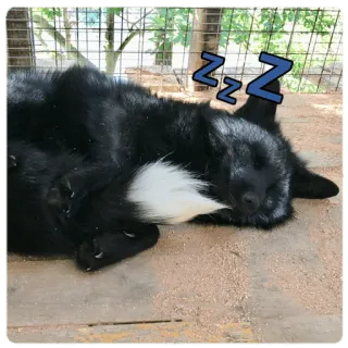 💤 fox, sleeping, animal, cute, rest, black, wildlife, mammal telegram sticker