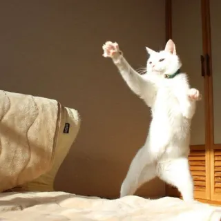 😅 cat, standing, animal, white cat, funny, pet telegram sticker