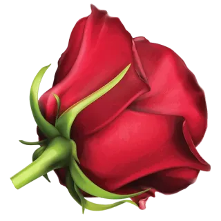 💜 rose, flower, red, plant, nature, floral, bloom telegram sticker