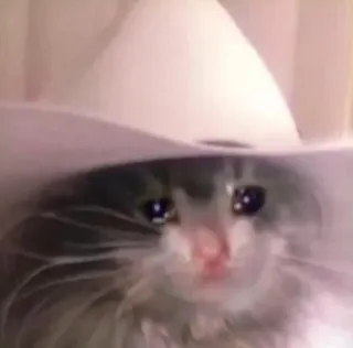 😩 gato, vaquero, triste, llorando, sombrero, animal telegram sticker