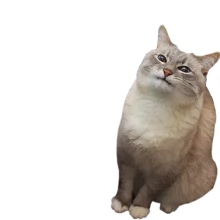 😋 แมว, สัตว์, สัตว์เลี้ยง, แมวบ้าน, น่ารัก, สัตว์ตระกูลแมว, แมวนั่ง telegram sticker