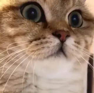 😧 cat, wide eyes, animal, cute, pet, domestic animal, mammal, feline telegram sticker