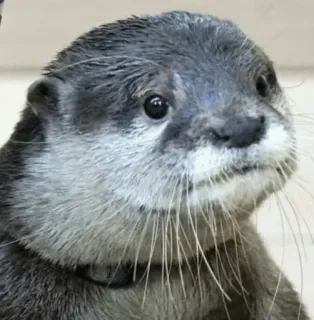 😞 otter, animal, wildlife, cute, mammal, portrait telegram sticker
