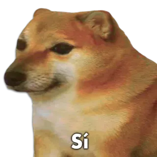 🐶 Sí หมา, มีม, Cheems, ใช่, Sí whatsapp sticker