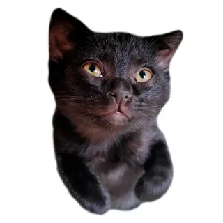 🐵 gato, gato negro, gatito, animal, mascota telegram sticker