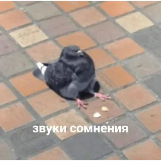 😅 звуки сомнения นกพิราบ, นก, สงสัย, เสียง, มีม, ตลก, สัตว์ telegram sticker
