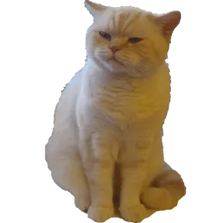 😐 kucing, binatang, hewan peliharaan, felin, peliharaan, imut whatsapp sticker