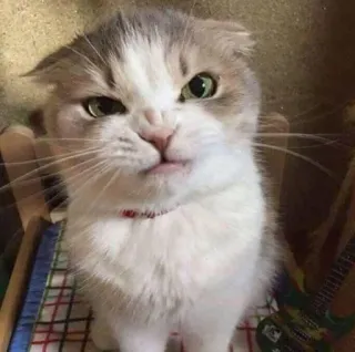 😡 cat, angry, pet, animal, meme, funny telegram sticker