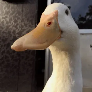 😀 pato, branco, pássaro, animal, ave aquática telegram sticker