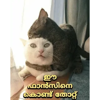 😌 ഇവ ഹാൻസിനെ കൊണ്ട് തോറ്റ് cats, cat, funny, pet telegram sticker