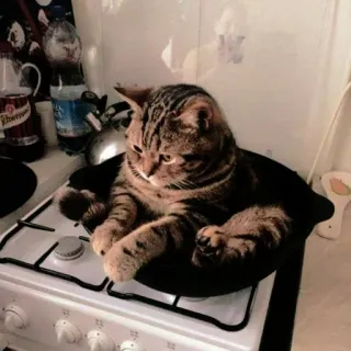 ☁️ gato, estufa, cocina, mascota, animal, gato doméstico telegram sticker