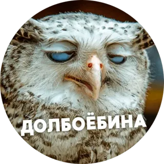 😒 ДОЛБОЁБИНА 올빼미, 스티커, 러시아어, 모욕 telegram sticker