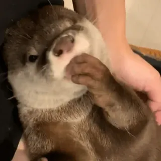 😙 Loutre, Animal, Mignon, Mammifère, Faune telegram sticker