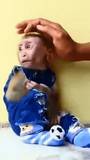 ๐ monkey, animal, cute, hand telegram sticker