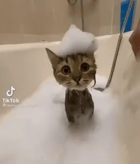 🥺 TikTok gato, gatito, baño, burbujas, lindo, animal, mascota telegram sticker
