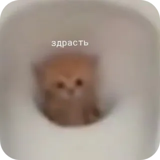 🤲 здрасть whatsapp sticker