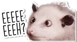 😧 EEEEE EEH? オポッサム, 動物, かわいい, ミーム telegram sticker