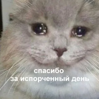 😢 спасибо за испорченный день kot, smutny, płaczący, mem, rosyjski, zepsuty dzień telegram sticker
