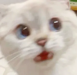 😬 кот, животное, питомец, милый, котенок, мем telegram sticker
