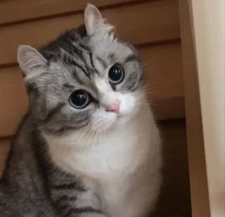 😒 cat, cute, pet, animal, kitten whatsapp sticker