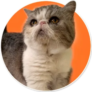 😞 gato, animal, animal de estimação, fofo, animal doméstico, felino, mamífero telegram sticker