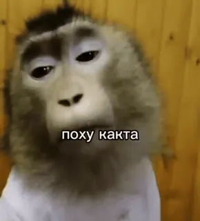 😎 поху какта ลิง, รัสเซีย, มีม whatsapp sticker